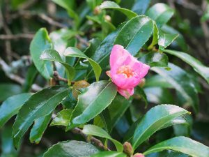 Camellia sasanqua