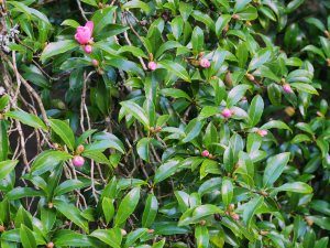 Camellia sasanqua