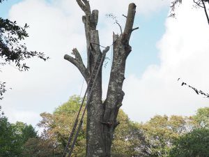 felling large trees