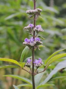 Vitex agnus castus