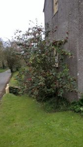 Cotoneaster bullatus