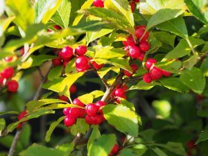 Ilex verticillata