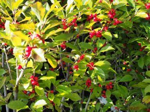 Ilex verticillata