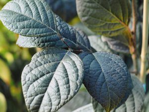 Styrax japonicus ‘Purple Dress’