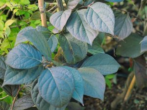 Styrax japonicus ‘Purple Dress’