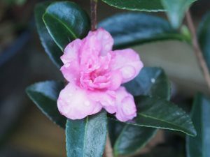 Camellia sasanqua ‘Elfin Rose’