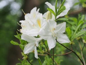 Nearly pure white deciduous azalea