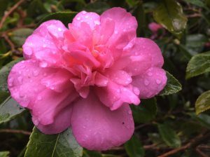 Camellia sasanqua ‘Sparkling Burgundy’