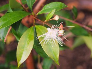 Sizygium smithii