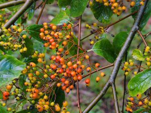 Photinia beauverdiana var. notabilis