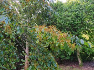 Photinia beauverdiana var. notabilis