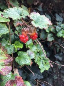 Rubus tricolor