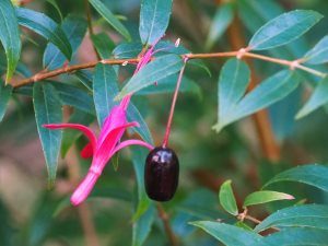Fuchsia hatsbachii