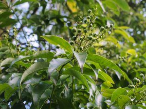 Crabiodendron yunnanense