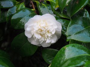 Camellia ‘Noblissima’