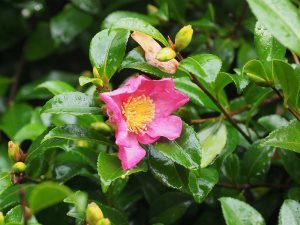 Camellia sasanquas