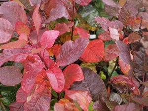 Cotinus coggygria ‘Old Fashioned’