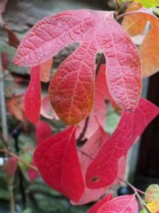 Sassafras albidum