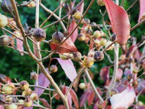 Stewartia sinensis