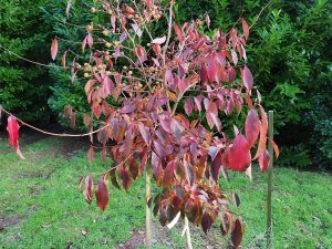 Stewartia sinensis