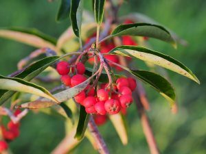 Photinia niitakayamensis