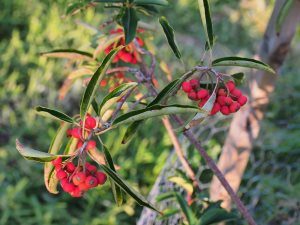 Photinia niitakayamensis