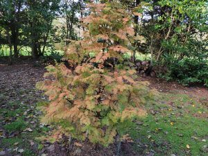 Metasequoia glyptostroboides ‘Amber Glow’