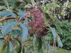 Schefflera pauciflora