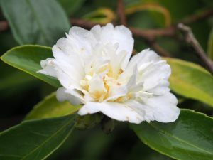 Camellia “Snow Flurry”
