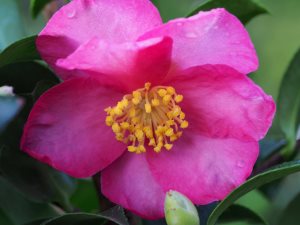 Camellia sasanqua ‘Hiryu’