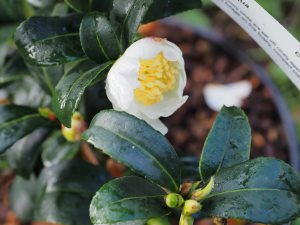 Camellia sasanqua ‘Survivor’