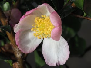 Camellia sasanqua ‘Versicolor’