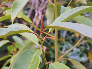 Magnolia (Manglietia) sapiensis