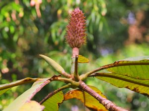 Magnolia rostrata