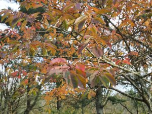 Prunus ‘Gyoiko’