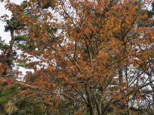 Prunus ‘Gyoiko’