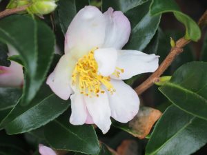 Camellia sasanqua ‘Frosted Star’