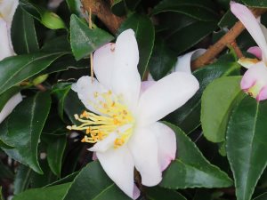 Camellia sasanqua ‘Frosted Star’