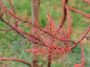 Glyptostrobus pensilis 'Wooly Mammoth'