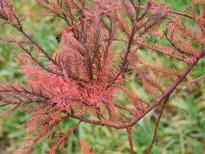 Glyptostrobus pensilis 'Wooly Mammoth'