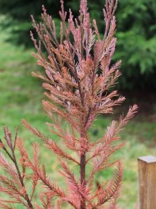 Glyptostrobus pensilis 'Wooly Mammoth'