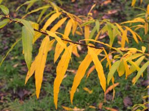 Salix udensis ‘Golden Sunshine’