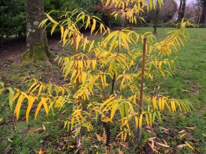 Salix udensis ‘Golden Sunshine’