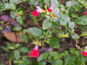 Salvia x jamensis ‘Hot Lips’