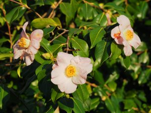 Camellia x williamsii ‘JC Williams’