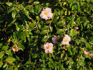 Camellia x williamsii ‘JC Williams’