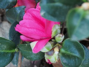 Camellia sasanqua ‘Belinda’