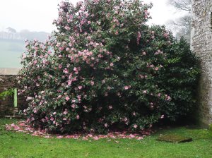 unnamed Camellia x williamsii seedling