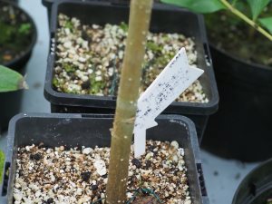 Lithocarpus pachyphyllus