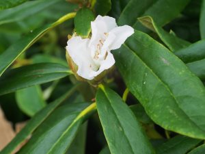 Rhododendron nobleanum ‘Album’